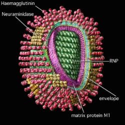 Flu virus